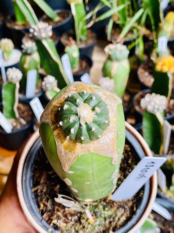 1310 04 Cacto Astrophytum ásteria