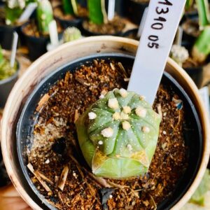 1310 05 Cacto Astrophytum ásteria