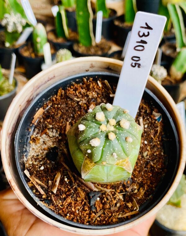 1310 05 Cacto Astrophytum ásteria