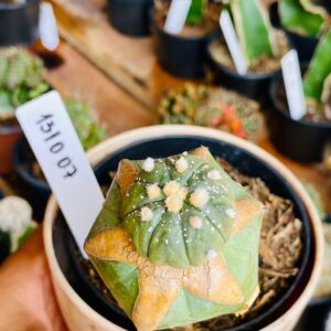 1310 07 Cacto Astrophytum ásteria