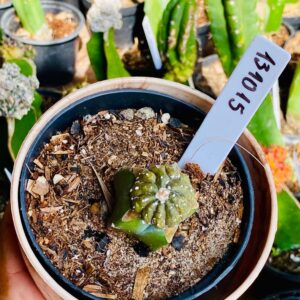 1310 15 Cacto Astrophytum Ásteria
