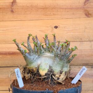 1010 08 Arabicum Tanos - Adulta