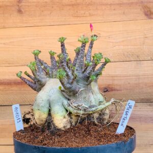1010 11 Arabicum Megatron - Adulta