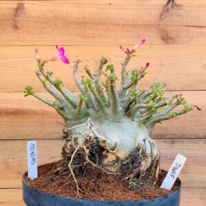 1010 15 Arabicum Dwaf - Adulta