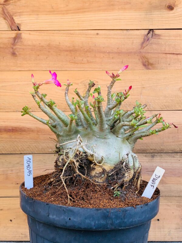 1010 15 Arabicum Dwaf - Adulta