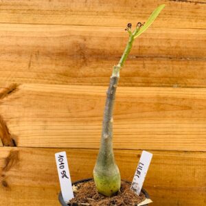 1010 58 Rosa do Deserto Lilac