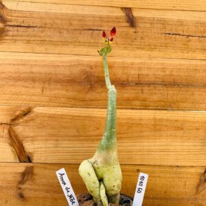 1010 60 Rosa do Deserto Amor de Mãe