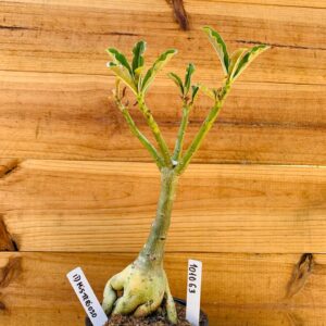 1010 63 Rosa do Deserto ID Misterioso