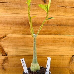 1010 72 Rosa do Deserto Céu Estrelado