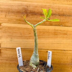 1010 74 Rosa do Deserto Akachi