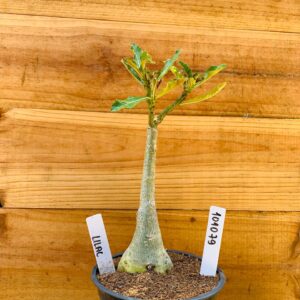 1010 79 Rosa do Deserto Lilac