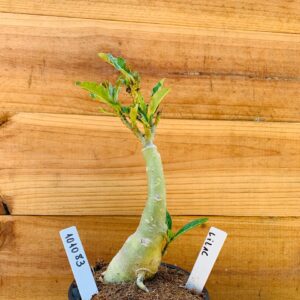 1010 83 Rosa do Deserto Lilac