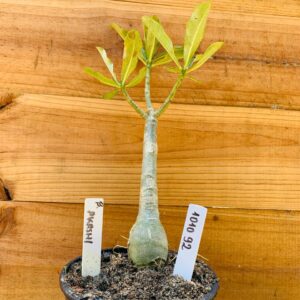 1010 92 Rosa do Deserto Akachi