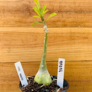 1010 94 Rosa do Deserto Chibi Maruko