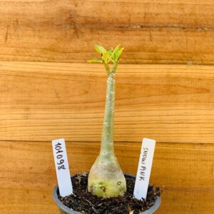 1010 98 Rosa do Deserto Snow Pink