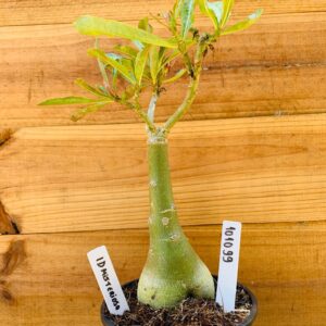 1010 99 Rosa do Deserto ID Misterioso