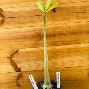 1010 102 Rosa do Deserto Somalense Variegata