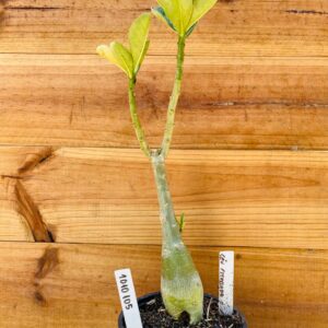 1010 105 Rosa do Deserto Céu Estrelado