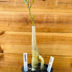 1010 107 Rosa do Deserto Star Cluster