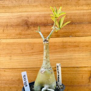 1010 109 Rosa do Deserto Menina Veneno