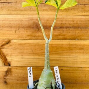 1010 110 Rosa do Deserto Céu Estrelado