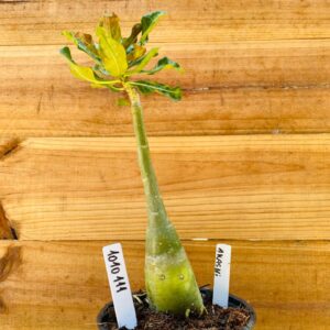 1010 111 Rosa do Deserto Akachi