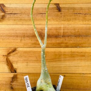 1010 112 Rosa do Deserto Céu Estrelado