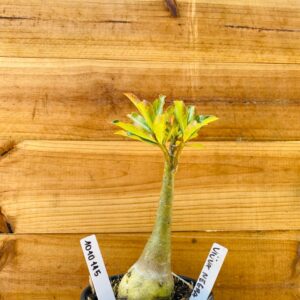 1010 115 Rosa do Deserto Viuva Negra