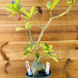 1010 106 Big Caudex Surprise