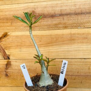 1010 118 Rosa do Deserto Surprise