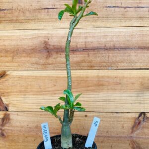 1010 119 Rosa do Deserto Surprise