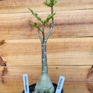 1010 122 Rosa do Deserto ID Misteriso