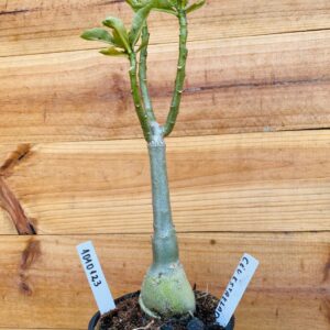 1010 123 Rosa do Deserto Céu Estrelado