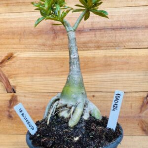 1010 124 Rosa do Deserto ID Misterioso