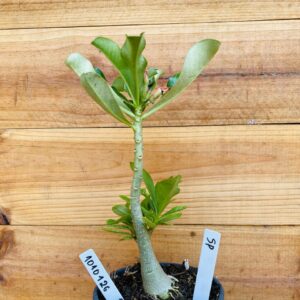 1010 126 Rosa do Deserto Surprise