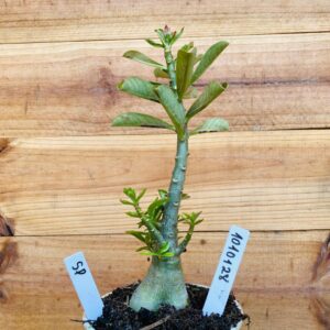 1010 128 Rosa do Deserto Surprise