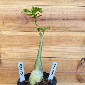 1010 130 Rosa do Deserto ID Misterioso