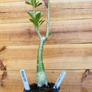 1010 131 Rosa do Deserto Céu Estrelado