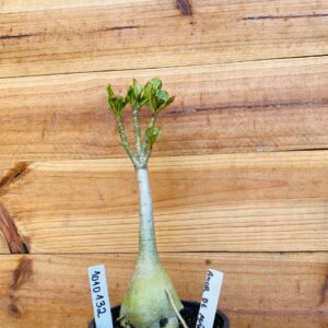 1010 132 Rosa do Deserto Amor de Mãe