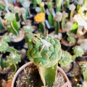 1110 01 Cacto Coryphantha elephantidens