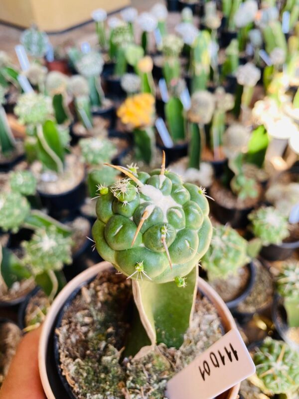 1110 01 Cacto Coryphantha elephantidens