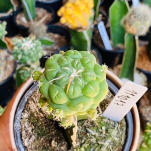 1110 17 Cacto Coryphantha elephantidens