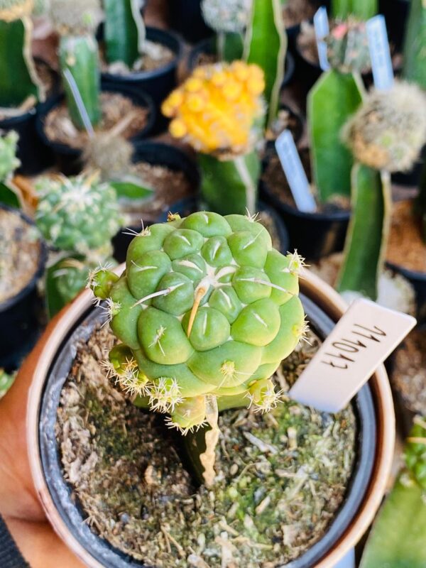 1110 17 Cacto Coryphantha elephantidens