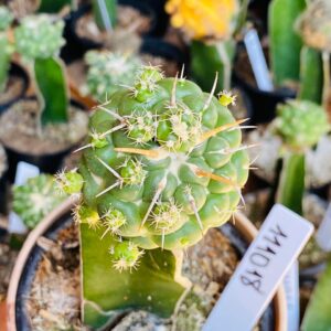 1110 18 Cacto Coryphantha elephantidens