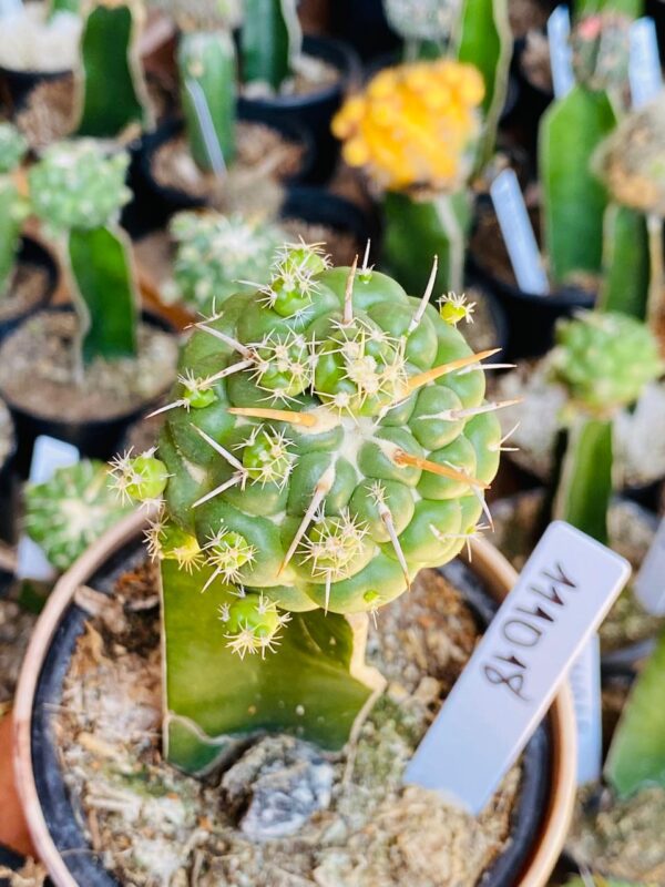 1110 18 Cacto Coryphantha elephantidens