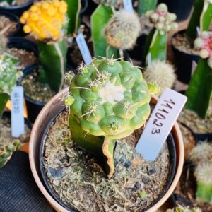 1110 23 Cacto Coryphantha elephantidens
