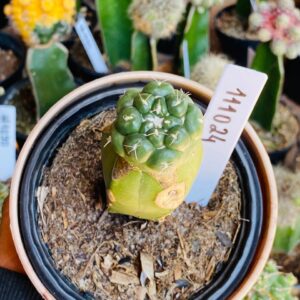 1110 24 Cacto Coryphantha elephantidens