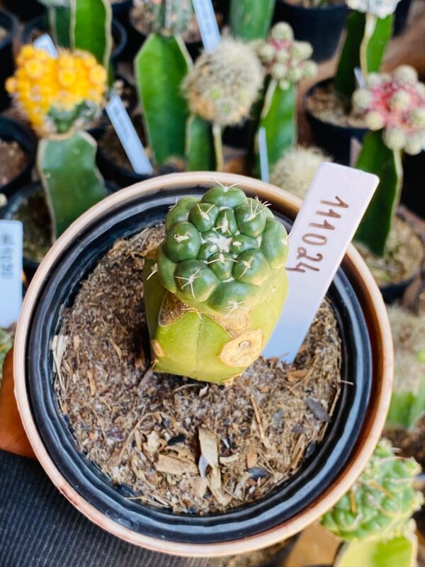 1110 24 Cacto Coryphantha elephantidens