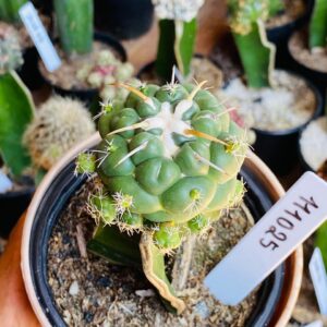 1110 25 Cacto Coryphantha elephantidens