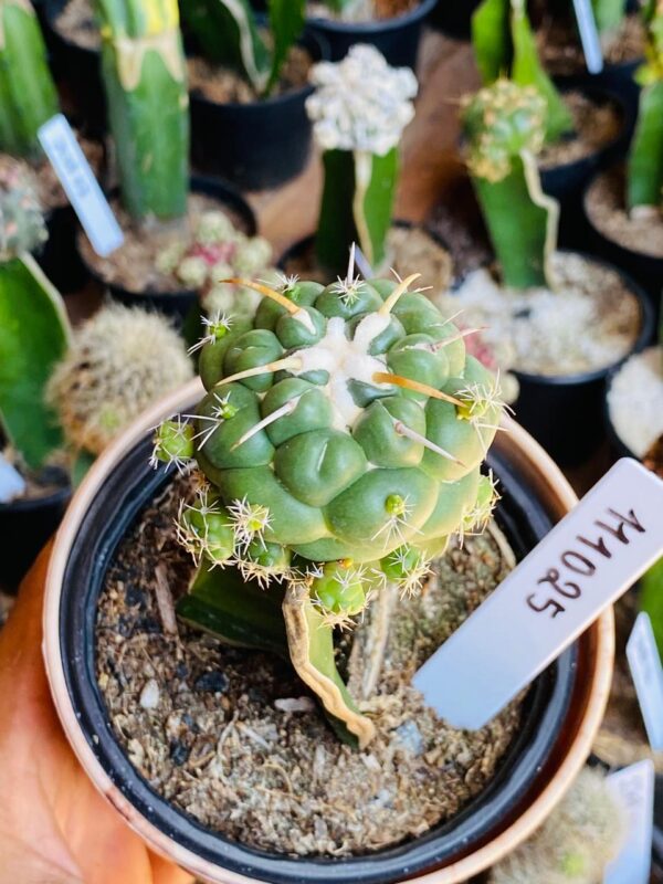 1110 25 Cacto Coryphantha elephantidens